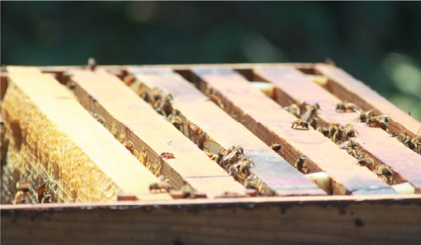 みつばちファーム眉丈（びじょう）生産者の想い